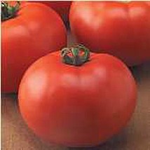 USA Seller Old Fashioned Goliath Tomato Seeds Fast Shipping - $12.80