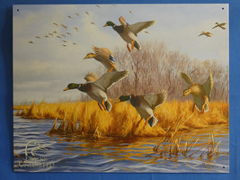 Ducks Unlimted Mallered Duck 12.5&quot;x16&quot; Out Of Print Vintage Metal Sign New B65 - £22.03 GBP