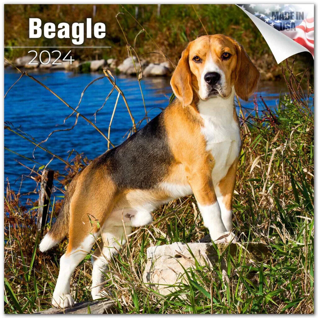 Primary image for BEAGLE Wall Calendar 2024 Animal DOG Lover Gift