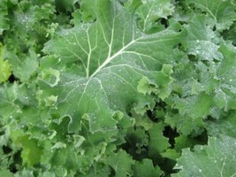 Kale Dwarf Siberian Improved Great Vegetable Bulk Wholesale - 30000 Seeds Fresh  - $31.40