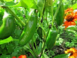 100 Jalapeno Hot Pepper Seeds Container Vegetable Summer Garden Patio  - £14.33 GBP