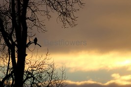 A Hawk in a Tree at Sunset - 8x10 Unframed Photograph - $323.54 MXN