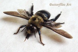Real Eastern Carpenter Bee Xylocopa Virginica Entomology Collectible Shadowbox - £42.35 GBP