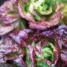 600 Marvel Of Four Seasons Lettuce Seeds Usa Seller - $7.99