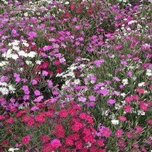 500 Dianthus Cottage Pinks Mixed Flower Seeds Dianthus Plumarius USA Fast Shippi - $13.49