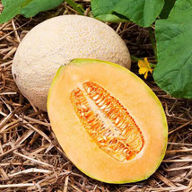 Hales Best Jumbo Cantaloupe Seeds 20 Seeds  - £7.87 GBP