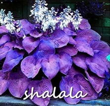 US Seller 200Pcs Hosta Seeds Purple Round Leaves New Fresh Seeds - $15.28