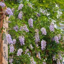 5 Summer Cascade Wisteria Seeds Vine Climbing Flower Perennial Seed 996  From Us - $9.89