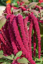 Grow In US 200 Love Lies Bleeding Amaranthus Seeds Drought Tolerant  Dried Flowe - £6.75 GBP