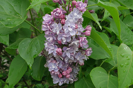 Live Plant Shrub French Lilac - Syringa vulgaris Purple Flower - £19.52 GBP