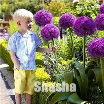 100PCS Geranium Giant Allium Giganteum Seeds Dark Purple Flowers - $8.94