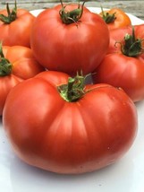 GIB 50 Seeds Easy To Grow Box Car Willie Tomato Tomatoes Boxcar - $9.00