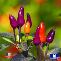 Pepper Seeds Hot Purple Tiger Heirloom Vegetable Non Gmo Home Garden - £15.88 GBP