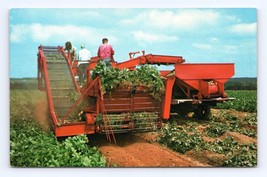 Harvesting Potatoes Covehead Prince Edward Island UNP Chrome Postcard L14 - $6.88