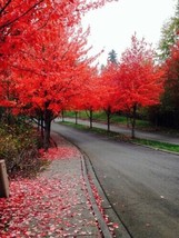 Fast Growing Tree Seeds Red Maple Acer Rubrum 40 Seeds Fresh Seeds - $9.00