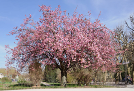 1 kwanzan cherry plant, Prunus Kanzan - £2.79 GBP