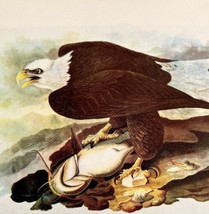 Bald Eagle Bird Lithograph 1950 Audubon Antique Art Print DWP6D - $34.99