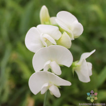 50+ Everlasting White Sweet Pea Seeds - $8.48