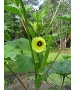 BS 100 Clemson Spineless Okra Seeds Non-Gmo Fast Grow - €9,80 EUR