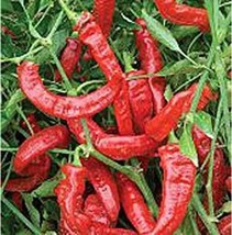 PM Jimmy Nardello Sweet Peppers Seeds (20+ Seeds) | Non GMO | Vegetable ... - $2.98