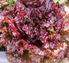 Ruby Red Leaf Lettuce Seed Gardening Fresh USA Seller - £7.42 GBP