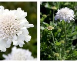 Top Seller - Flutter Pure White Scabiosa - Long Blooming - Quart Pot - $53.93