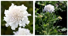 Top Seller - Flutter Pure White Scabiosa - Long Blooming - Quart Pot - £42.40 GBP