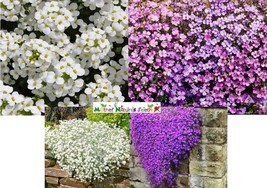 Grow In US 1000 Seeds Groundcover Rock Cress Mixed Colors Perennial Purple &amp; Whi - £8.10 GBP