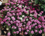 Sale 2000 Seeds Fairy Dwarf Mix Candytuft Iberis Umbellata Flower USA - £7.91 GBP