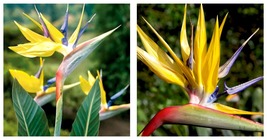 SMALL ROOTED PLANT MANDELAS GOLD Yellow Bird of Paradise Strelitzia Reginae - £38.53 GBP