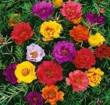 20 seeds Moss Rose Portulaca Double Mix Annual Flower Fast Plant Heirloom Seeds  - $8.35