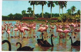 Florida Postcard Hialeah Flamingoes Swans Infield Lake Hialeah Race Course - £1.68 GBP