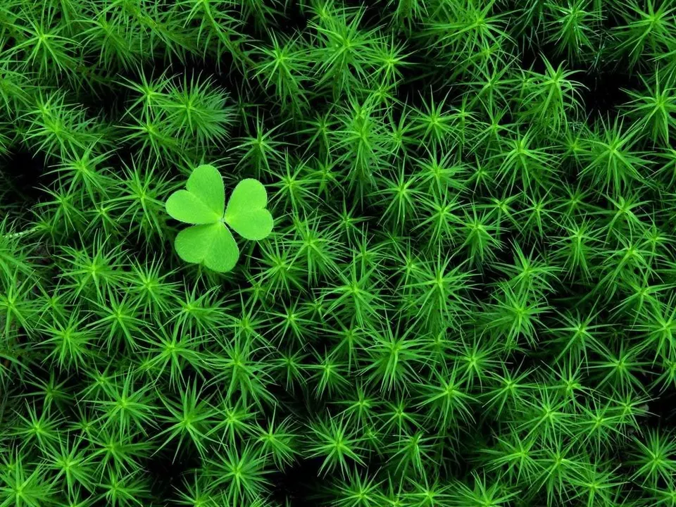 KS Irish Moss Groundcover Heath Pearlwort Sagina White Flower Planting 5... - $10.70
