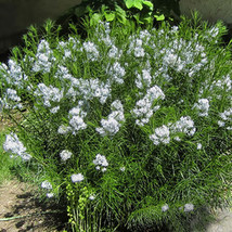 8 Seeds Amsonia Hubrichtii Fresh Seeds - $25.75