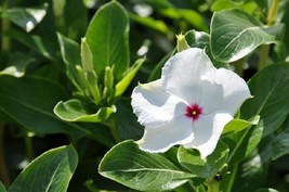 40 Fragrant Cooler Peppermint Vinca Flower Seeds Periwinkle Annual From US  - £6.45 GBP