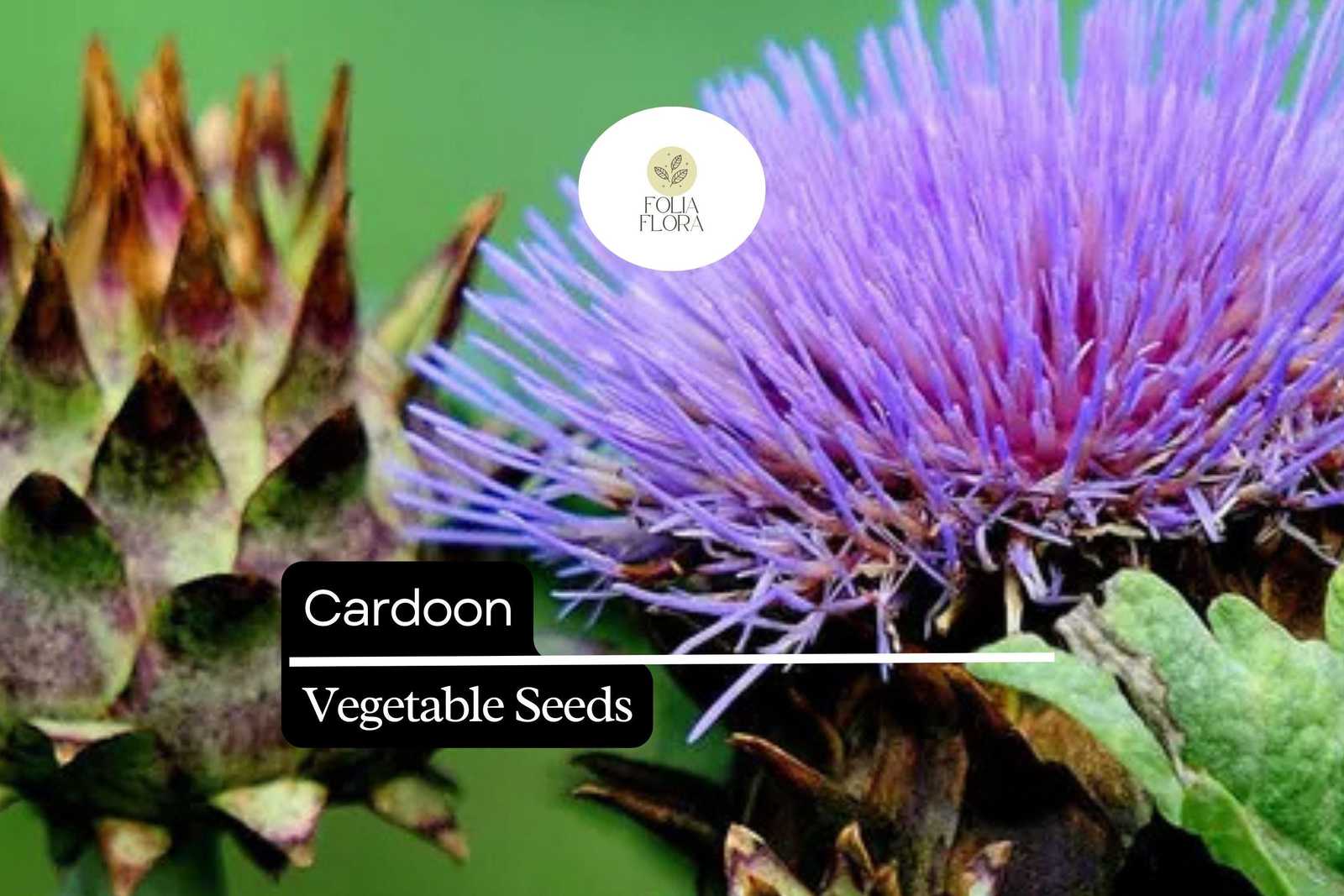 15 Seeds Cardoon, Cynara Cardunculus, Ornamental Edible Perennial with A... - $5.14