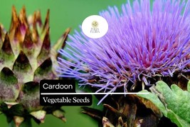 15 Seeds Cardoon, Cynara Cardunculus, Ornamental Edible Perennial with A... - $98.72 MXN