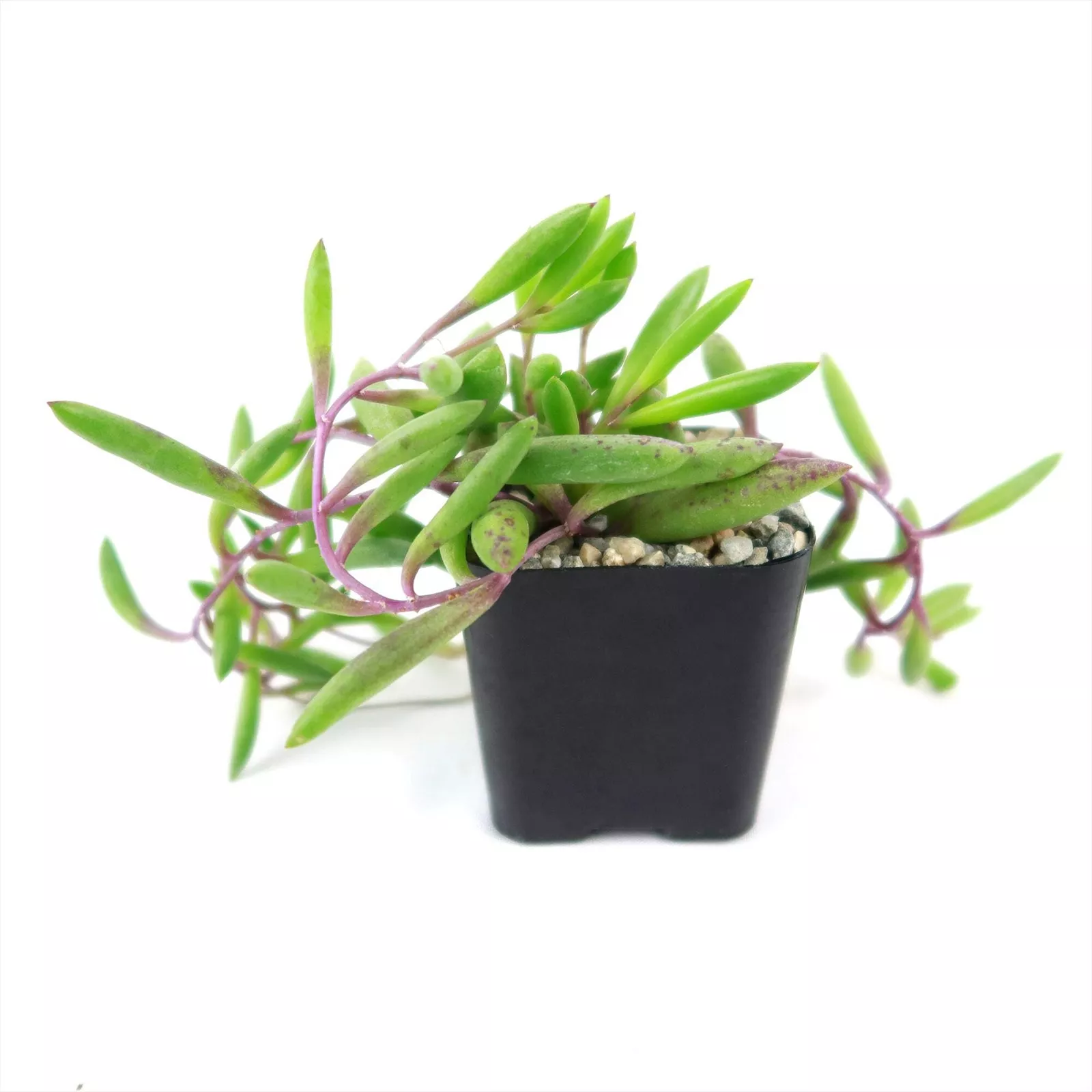 Ruby Necklace Plant &#39;Othonna capensis&#39; cactus Cacti Succulent real live ... - $35.19
