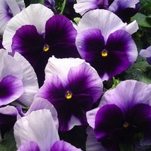 GIB Pansy Beaconsfield 50 Seeds - $9.00