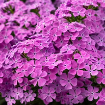 SDC Kyoto Barrel Head Type Brassica Rapa Pekinensis Fresh Seeds - $18.04