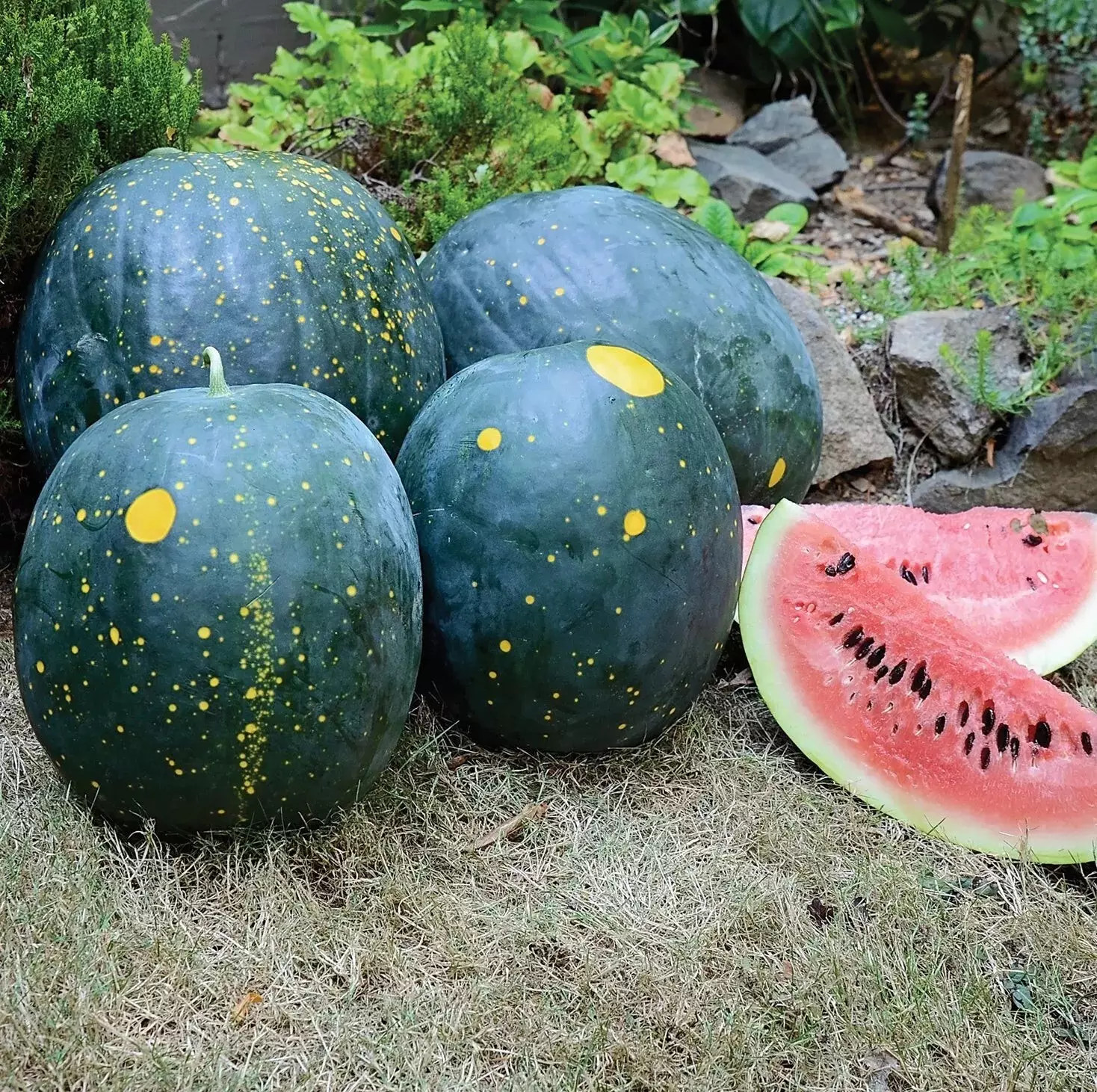 SYST 10 Seeds Moon And Stars Red Watermelon Organic Seed Catalog Home Garden  - £7.01 GBP