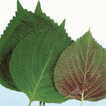 FREE SHIPPING Korean Shiso (Perilla) seeds Tasty ! Herb ! USA ! 300 sds One gram - £9.69 GBP