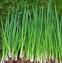 Onion, Tokyo Long White, Heirloom, Organic 25+ Seeds, Great In Salads&amp; Cooking - £1.55 GBP