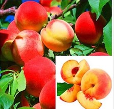 US Seller 10Pcs Sweet Peach Flores Seeds Fast Shipping - £12.10 GBP