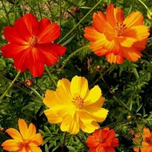 SEPT Cosmos Bright Lights Seeds 100 Ct Annual Mix Cut Flower Garden Usa - £4.58 GBP