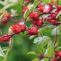 Exquisite Roselle Hibiscs Seeds Tropical Plant Seeds Roselle Seeds Flowers Tea R - $7.98