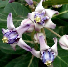 Fresh Calotropis Gigantea Giant Milkweed Crown Flower Swallow Wort 10 Seeds Ship - $23.90