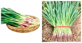 1500 Seeds/Bag Red Root Leek Seeds International ship - $18.99