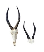 Real Blesbok Skull + Free Gift of Real Blesbok V-shape Skull - $187.78 CAD