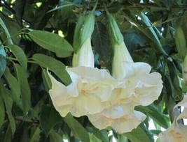 10 SEEDS DOUBLE LIGHT PINK ANGEL TRUMPET FLOWER FRAGRANT FLOWERS HEIRLOO... - $8.35